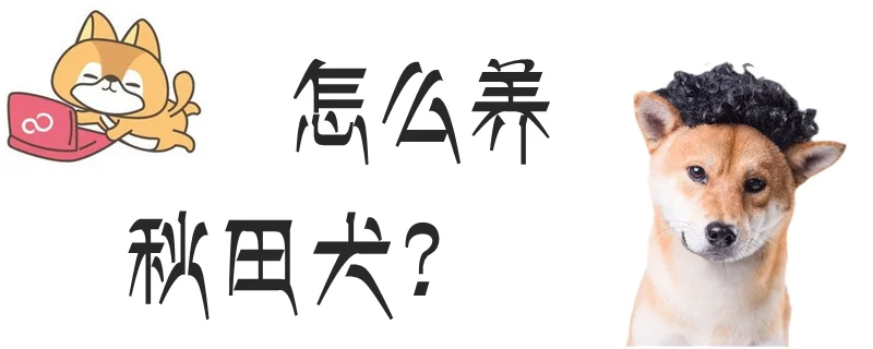 怎么養秋田犬