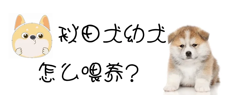 秋田犬幼犬怎么喂養(yǎng)