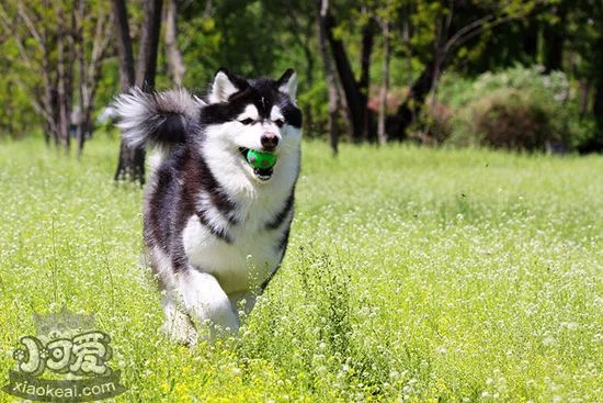 阿拉斯加犬好養(yǎng)嗎 阿拉斯加犬喂養(yǎng)技巧