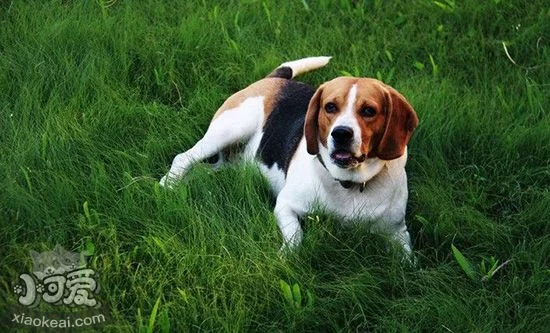 比格犬性格好不好 比格犬性格特點介紹