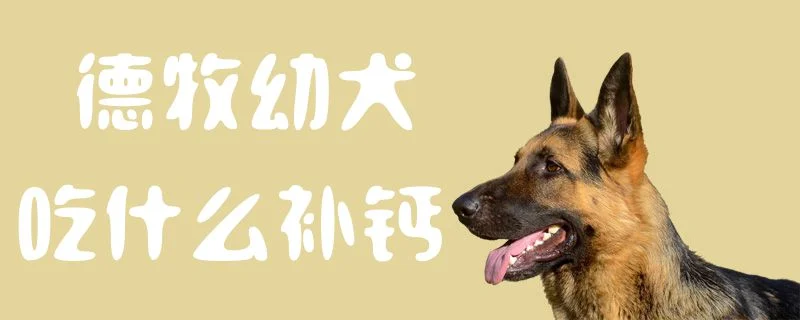 德牧幼犬吃什么補鈣