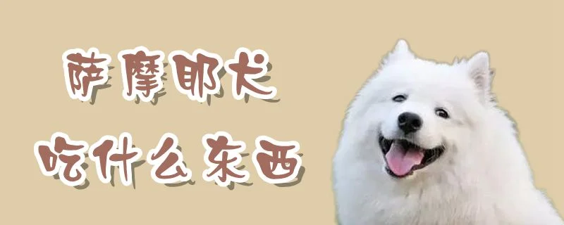 薩摩耶犬吃什么東西