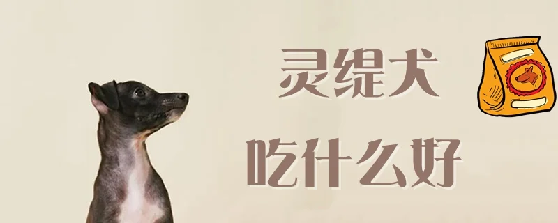 靈緹犬吃什么好