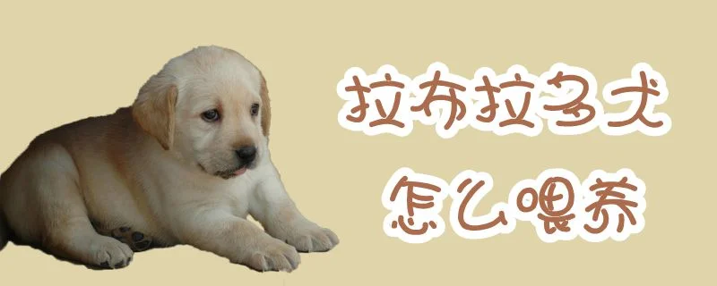 拉布拉多犬怎么喂養