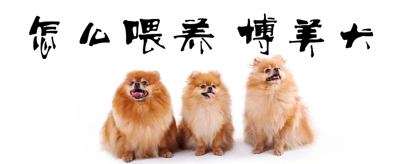 怎么喂養(yǎng)博美犬