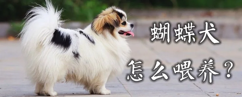 蝴蝶犬怎么喂養(yǎng)