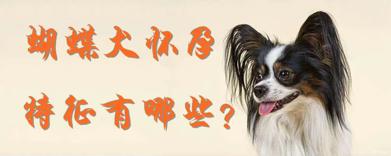 蝴蝶犬懷孕的特征有哪些