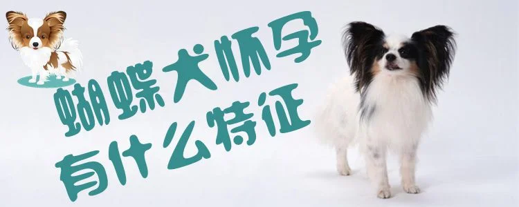 蝴蝶犬懷孕有什么特征1