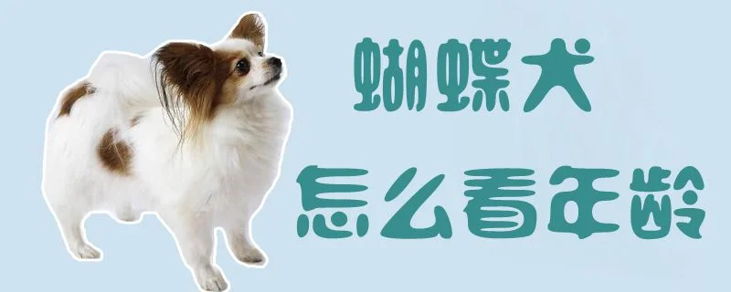 蝴蝶犬怎么看年齡1