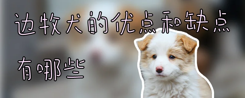 邊牧犬的優點和缺點有哪些