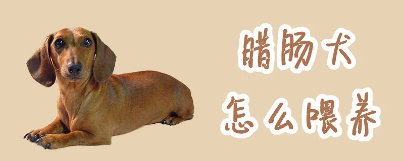 臘腸犬怎么喂養