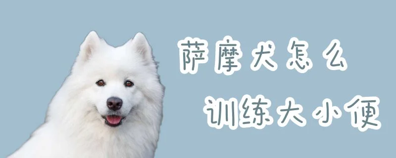 薩摩犬怎么訓(xùn)練大小便