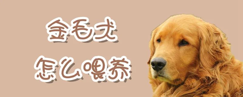 金毛犬怎么喂養