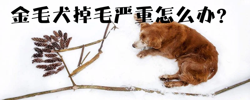 金毛犬掉毛嚴重怎么辦