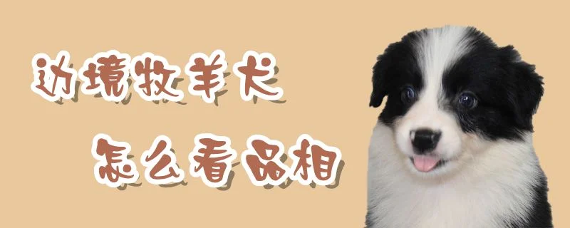 邊境牧羊犬怎么看品相