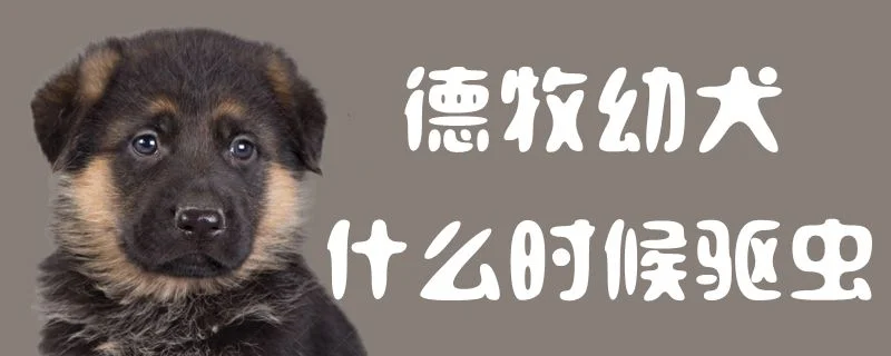 德牧幼犬什么時候驅蟲1