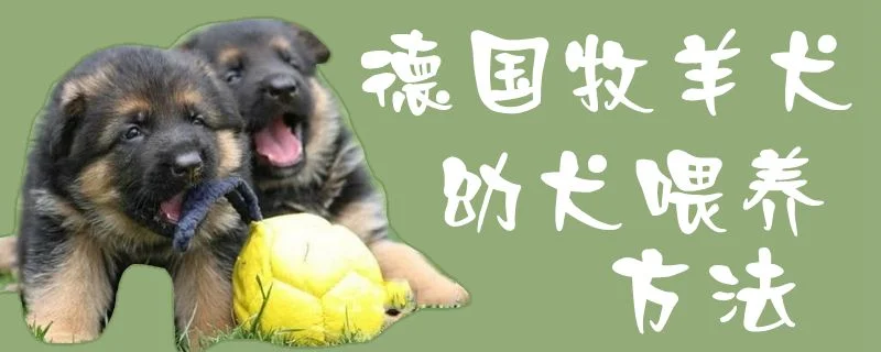 德國牧羊犬幼犬喂養方法1