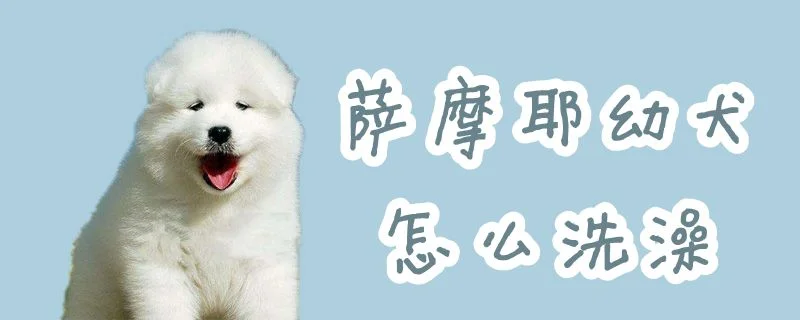 薩摩耶幼犬怎么洗澡