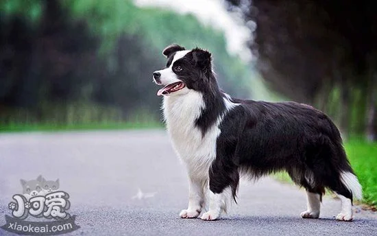 邊境牧羊犬吃什么毛好 邊境牧羊犬毛發護理要點