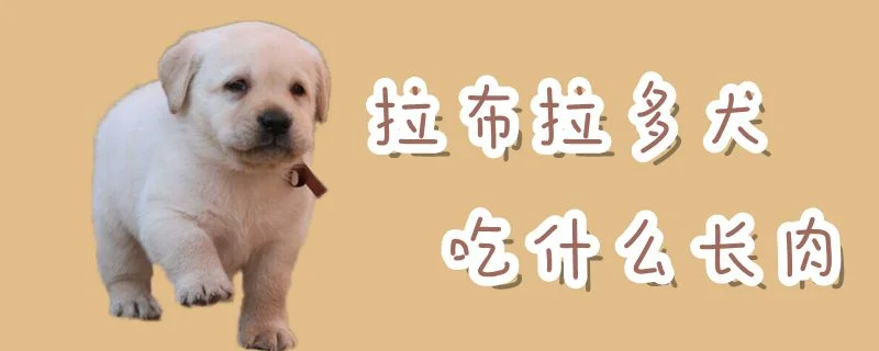 拉布拉多犬吃什么長肉