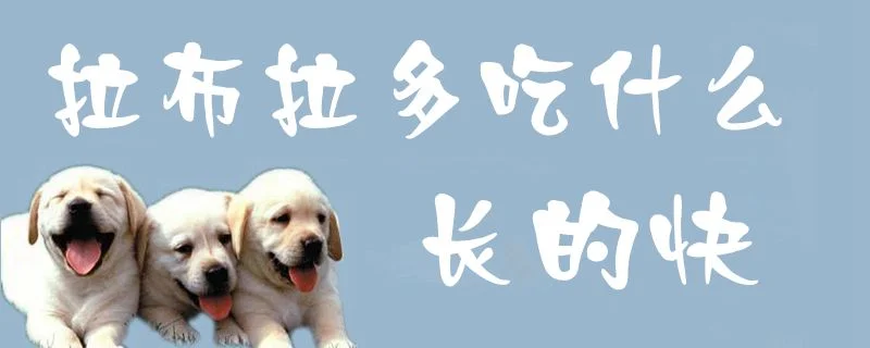 拉布拉多吃什么長(zhǎng)的快1