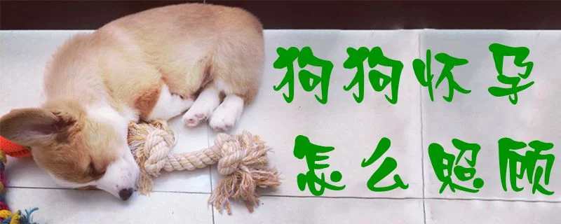 狗狗懷孕怎么照顧1