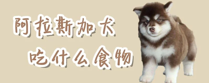 阿拉斯加犬吃什么食物