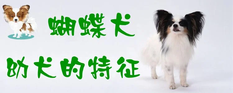 蝴蝶犬幼犬的特征1