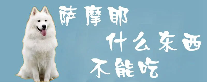 薩摩耶什么東西不能吃1