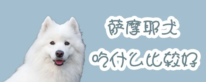 薩摩耶犬吃什么比較好