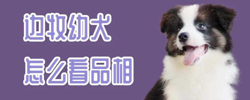 邊牧幼犬怎么看品相