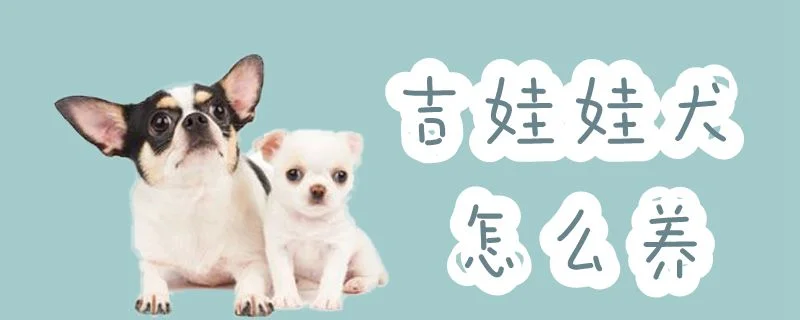 吉娃娃犬怎么養(yǎng)