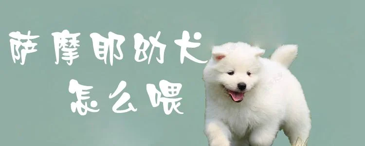 薩摩耶幼犬怎么喂1