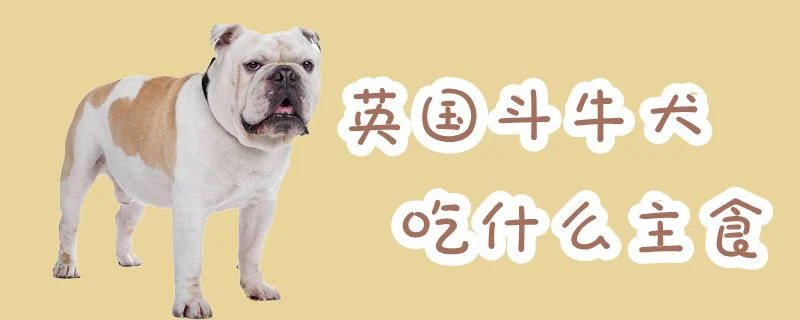 英國(guó)斗牛犬吃什么主食