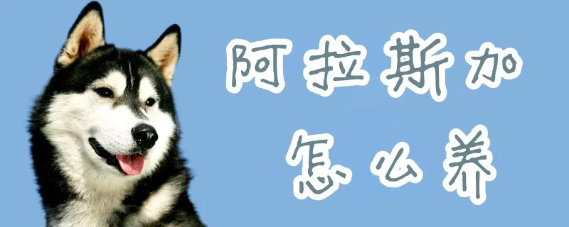 阿拉斯加怎么養(yǎng)