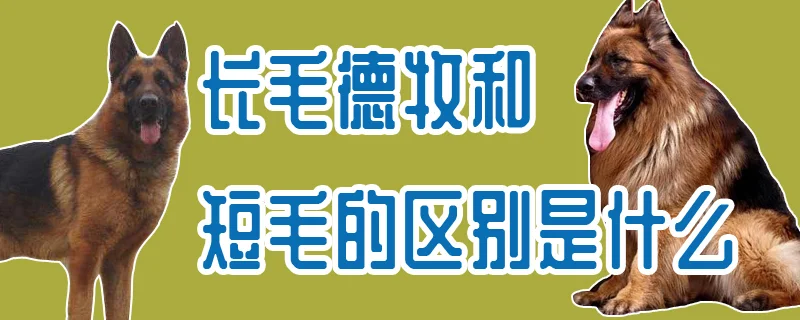 長毛德牧和短毛的區別是什么