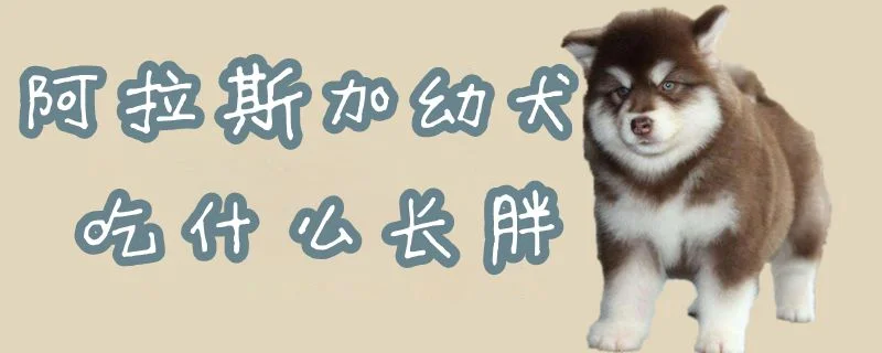 阿拉斯加幼犬吃什么長胖1