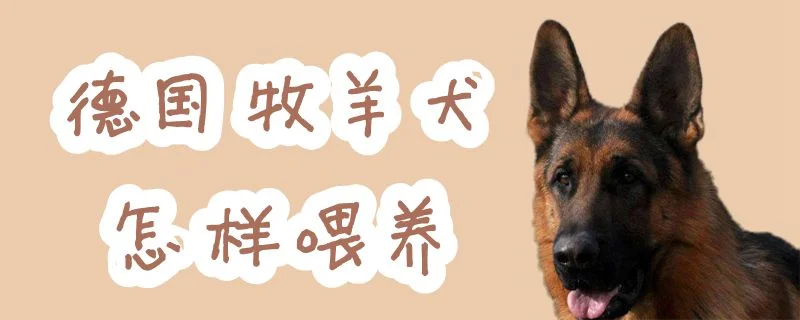 德國牧羊犬怎樣喂養