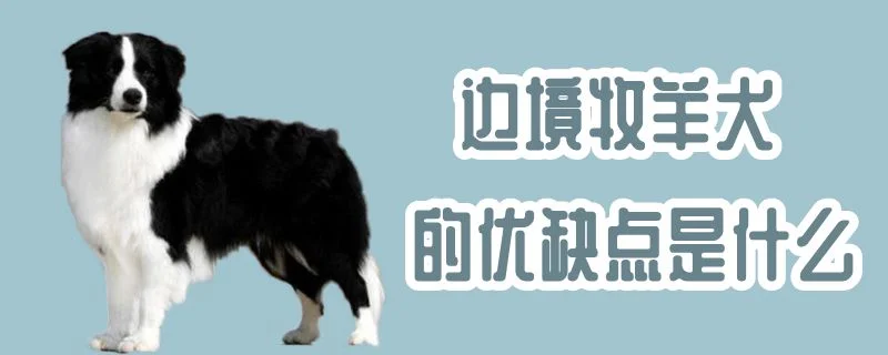 邊境牧羊犬的優缺點是什么