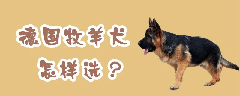 德國牧羊犬怎樣選