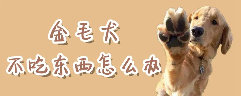 金毛犬不吃東西怎么辦