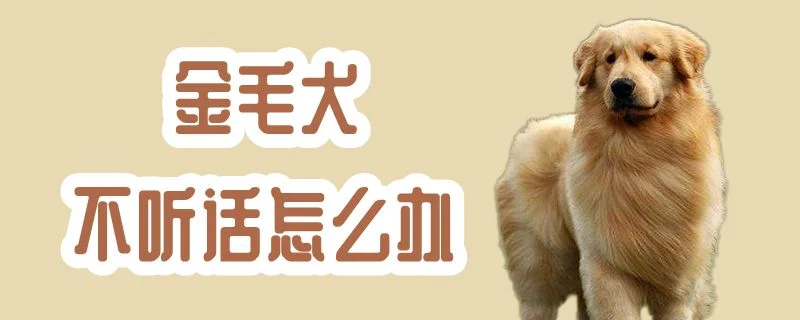 金毛犬不聽話怎么辦