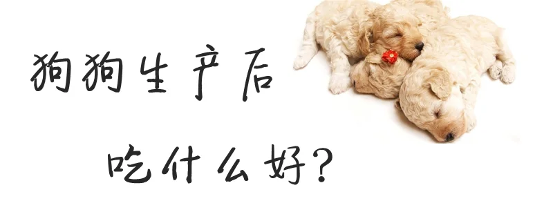 狗狗生產后吃什么好