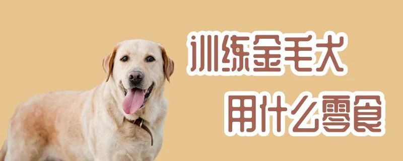 訓練金毛犬用什么零食