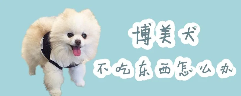 博美犬不吃東西怎么辦