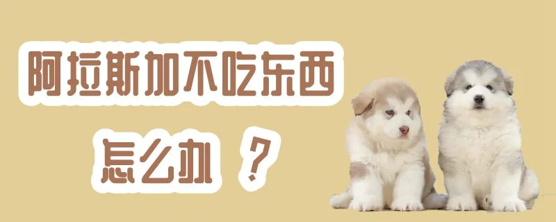 阿拉斯加不吃東西怎么辦