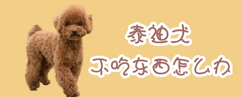 泰迪犬不吃東西怎么辦