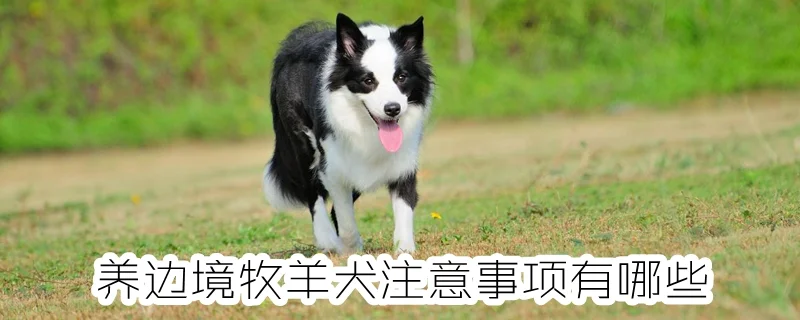 養邊境牧羊犬注意事項有哪些