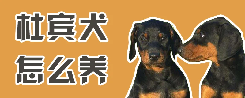 杜賓犬怎么養