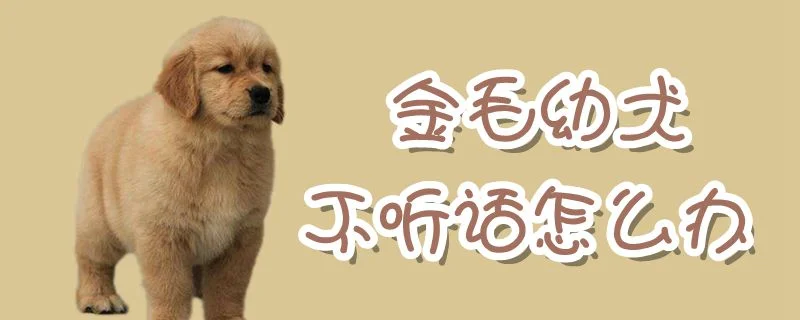 金毛幼犬不聽話怎么辦